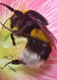 Le miracle des fleurs et des plantes...